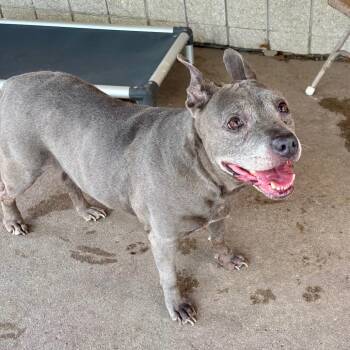 Meema -  Mixed Breed Dog for Adoption in Edwardsville, Illinois - Meema | PetCurious