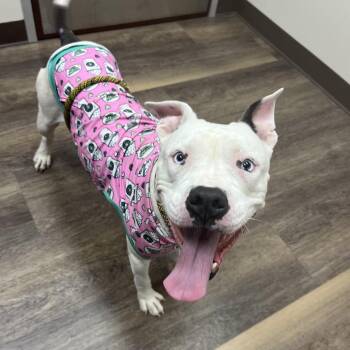 Nimbus -  Pit Bull Terrier Dog for Adoption in Klein, Texas - Nimbus | PetCurious