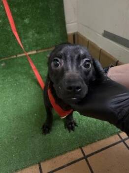 Shantii -  Chihuahua and Mixed Breed Dog for Adoption in Gainesville, Florida - Shantii | PetCurious