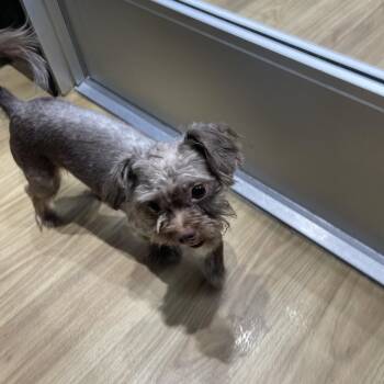 Mixed Breed Dogs Available for Adoption in Philadelphia, Pennsylvania - Walrus | PetCurious