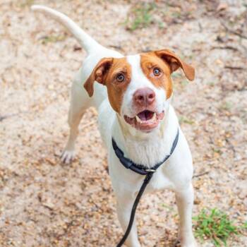 Sky -  Catahoula Leopard Dog and Cattle Dog Dog for Adoption in Hattiesburg, Mississippi - Sky | PetCurious