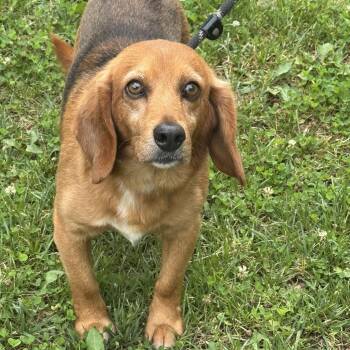 Beagle Dogs Available for Adoption in Meherrin, Virginia - John Deer | PetCurious
