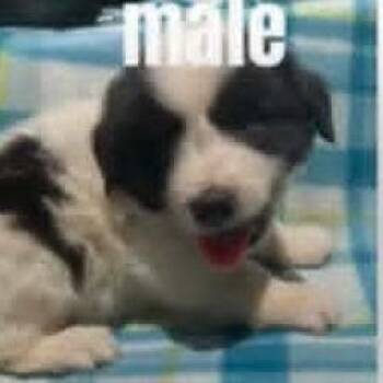 Theodor -  Australian Shepherd and Mixed Breed Dog for Adoption - Theodor | PetCurious