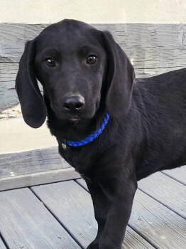 Rescue Labrador Retriever and Beagle Dogs for Adoption in Franklin, Tennessee - PUPPY IDGIE | PetCurious