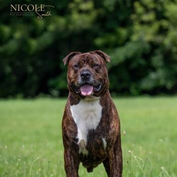 Rescue Pit Bull Terrier Dogs for Adoption in Henderson, Kentucky - Rhyder | PetCurious