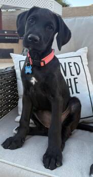 Poodle Dogs Available for Adoption in Las Vegas, Nevada - Stella | PetCurious