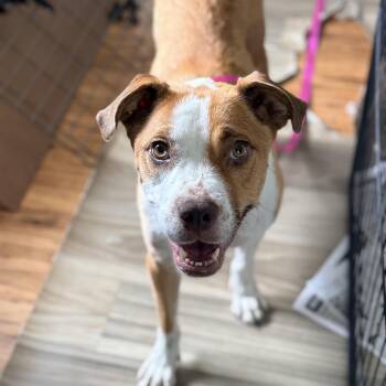 Navia -  Boxer Dog for Adoption in Columbia, Maryland - Navia | PetCurious