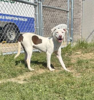 SPOT -  Pit Bull Terrier and Mixed Breed Dog for Adoption in Kalamazoo, Michigan - SPOT | PetCurious