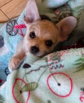 26Pepe -  Chihuahua and Terrier Dog for Adoption in Shingle Springs, California - 26Pepe | PetCurious