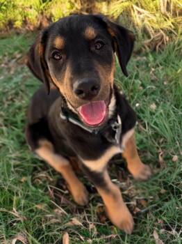 Australian Shepherd Dogs Available for Adoption - Bruce | PetCurious