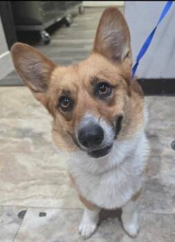 Niko -  Corgi and Pembroke Welsh Corgi Dog for Adoption in Boulder, Colorado - Niko | PetCurious
