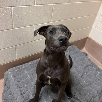 Peaches -  Pit Bull Terrier and Mixed Breed Dog for Adoption in Reno, Nevada - Peaches | PetCurious