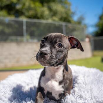 Freya -  Terrier and Mixed Breed Dog for Adoption in Gainesville, Georgia - Freya | PetCurious