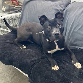 Sonic -  Boxer Dog for Adoption in Brooksville, Kentucky - Sonic | PetCurious