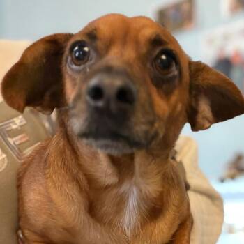 Thump -  Mixed Breed Dog for Adoption in Lake Jackson, Texas - Thump | PetCurious