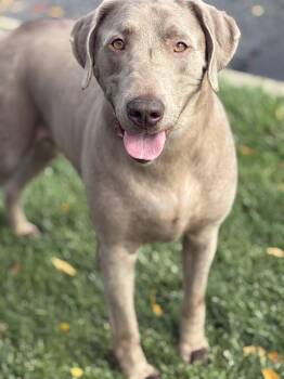 Diesel -  Labrador Retriever Dog for Adoption in Yuba City, California - Diesel | PetCurious