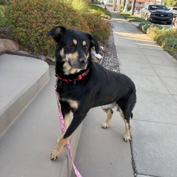Mocha -  Australian Kelpie and Shepherd Dog for Adoption in Poway, California - Mocha | PetCurious