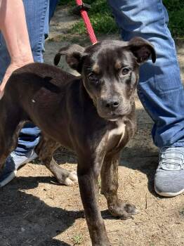 Labrador Retriever Dogs Available for Adoption in Springfield, Illinois - Cleo | PetCurious