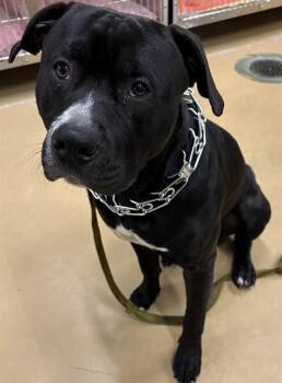 MURPHY -  Pit Bull Terrier Dog for Adoption in Minneapolis, Minnesota - MURPHY | PetCurious