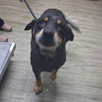 Buck Wheat -  Mixed Breed Dog for Adoption in Summerville, South Carolina - Buck Wheat | PetCurious