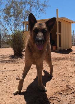 German Shepherd Dog Dogs Available for Adoption in San Tan Valley, Arizona - Buddy | PetCurious