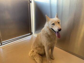 A1937270 -  Siberian Husky and Mixed Breed Dog for Adoption in Thousand Palms, California - A1937270 | PetCurious