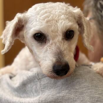 Bichon Frise Dogs Available for Adoption in Batavia, New York - Rescue Millie | PetCurious