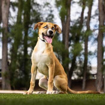 Ruby -  Mixed Breed Dog for Adoption in Jupiter, Florida - Ruby | PetCurious