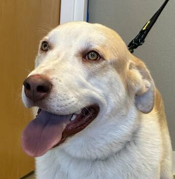 Thor -  Great Pyrenees and Australian Cattle Dog Blue Heeler Dog for Adoption in Greeley, Colorado - Thor | PetCurious