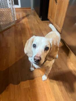 Beagle Dogs Available for Adoption - Lincoln - Fostered In Kansas City | PetCurious