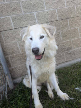 Rescue Alaskan Malamute and Great Pyrenees Dogs for Adoption in Bountiful, Utah - Juno | PetCurious