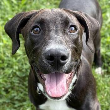 Chase -  Labrador Retriever Dog for Adoption in Jefferson, Wisconsin - Chase | PetCurious