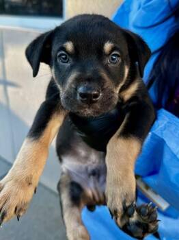 Mixed Breed Dogs Available for Adoption - Ritsy | PetCurious