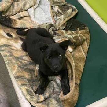 Odin -  Shepherd and Mixed Breed Dog for Adoption in Spokane, Washington - Odin | PetCurious