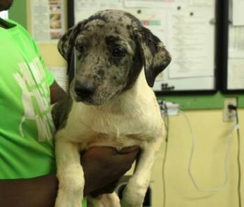 Hooch -  Catahoula Leopard Dog and Mixed Breed Dog for Adoption in Picayune, Mississippi - Hooch | PetCurious