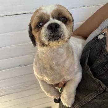 Richard -  Shih Tzu Dog Available for Adoption in Sonoma, California - Richard | PetCurious