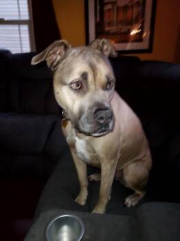 Rescue Pit Bull Terrier Dogs for Adoption in Baldwin, New York - Stella | PetCurious