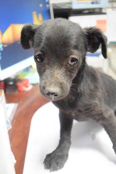 Chihuahua and Mixed Breed Dogs Available for Adoption in Pahrump, Nevada - Simba (Bree P8) | PetCurious