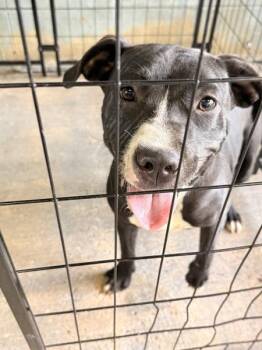 Raven -  Pit Bull Terrier Dog for Adoption in Mobile, Alabama - Raven | PetCurious