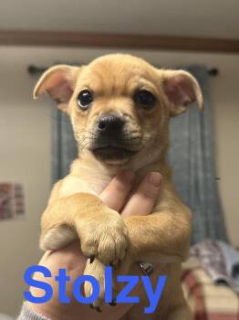 Chihuahua and Miniature Pinscher Dogs Available for Adoption - Stolzy | PetCurious