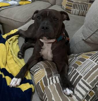 Broo -  Pit Bull Terrier Dog for Adoption in Oswego, Illinois - Broo | PetCurious