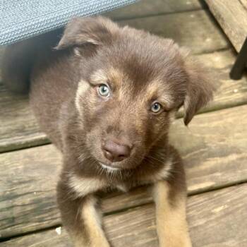 German Shepherd Dog and Labrador Retriever Dogs Available for Adoption in Fayetteville, Georgia - Moon | PetCurious