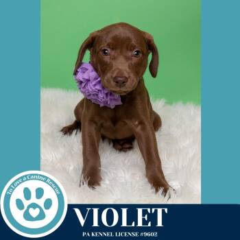Labrador Retriever Dogs Available for Adoption in Kimberton, Pennsylvania - Violet (Matilda