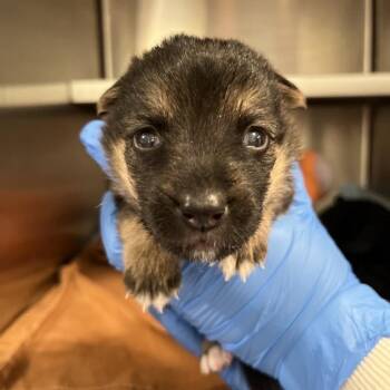 German Shepherd Dog Dogs Available for Adoption - North Star | PetCurious