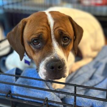 Mixed Breed Dogs Available for Adoption - Mr. Bojangles | PetCurious