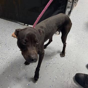 TUSC-Stray-84722_2_3_4 -  Pit Bull Terrier and Mixed Breed Dog for Adoption in Tuscaloosa, Alabama - TUSC-Stray-84722_2_3_4 | PetCurious
