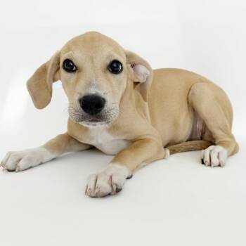 Jangle -  Mixed Breed Dog for Adoption in Brentwood, Missouri - Jangle | PetCurious