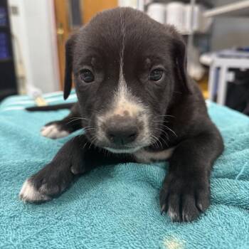 Balsam -  Pit Bull Terrier Dog for Adoption in East St. Louis, Illinois - Balsam | PetCurious