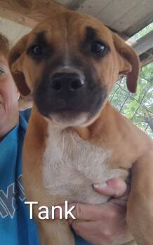 Rescue German Shepherd Dog Dogs for Adoption in Jasonville, Indiana - Tank | PetCurious