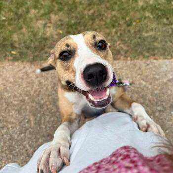 Franny -  Staffordshire Bull Terrier Dog for Adoption in Yonkers, New York - Franny | PetCurious